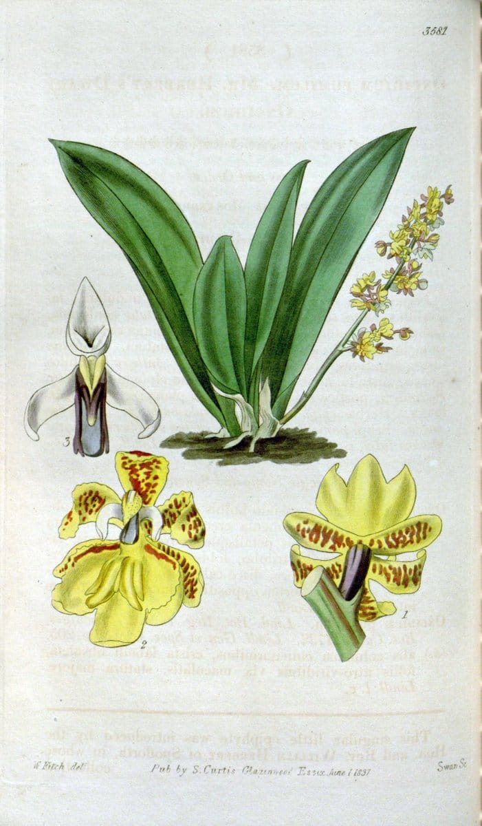 Curtis's botanical magazine. London ; New York [etc.] :Academic Press [etc.]. | "Botanical illustration" Botany Periodicals "Pictorial works" "Plants, Ornamental"  | Vintage Print Reproduction 452384