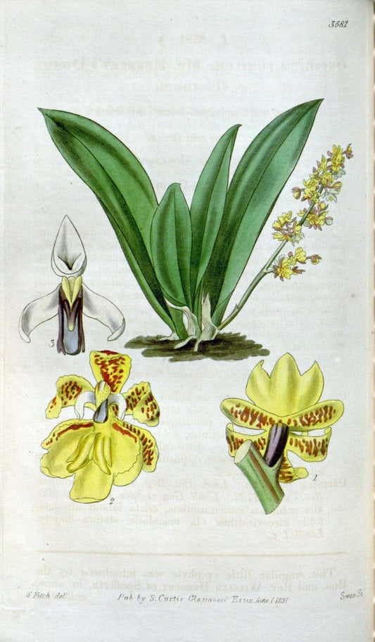 Curtis's botanical magazine. London ; New York [etc.] :Academic Press [etc.]. | "Botanical illustration" Botany Periodicals "Pictorial works" "Plants, Ornamental"  | Vintage Print Reproduction 452384