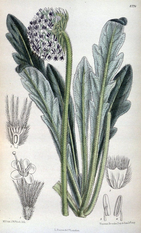 Curtis's botanical magazine. London ; New York [etc.] :Academic Press [etc.]. | "Botanical illustration" Botany Periodicals "Pictorial works" "Plants, Ornamental"  | Vintage Print Reproduction 452385