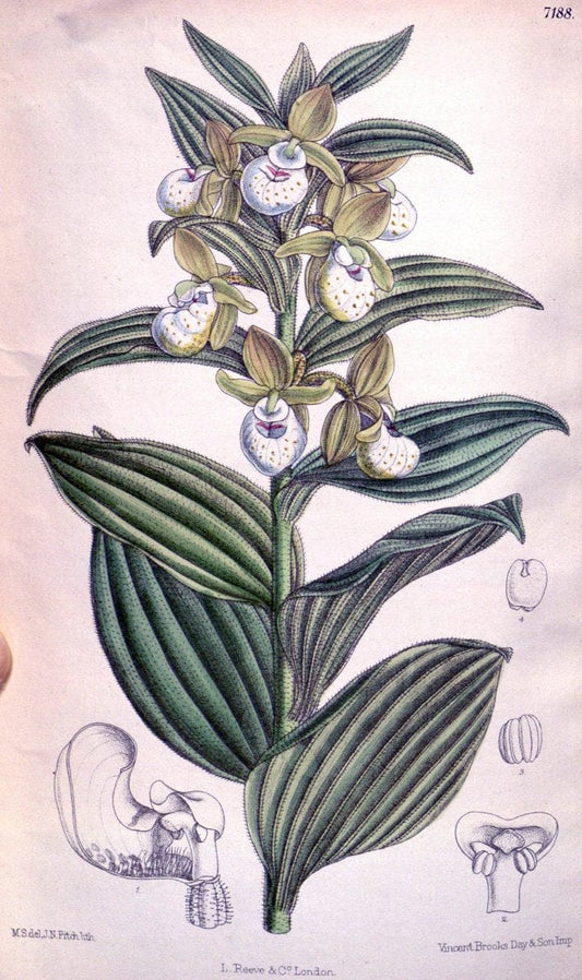 Curtis's botanical magazine. London ; New York [etc.] :Academic Press [etc.]. | "Botanical illustration" Botany Periodicals "Pictorial works" "Plants, Ornamental"  | Vintage Print Reproduction 452387