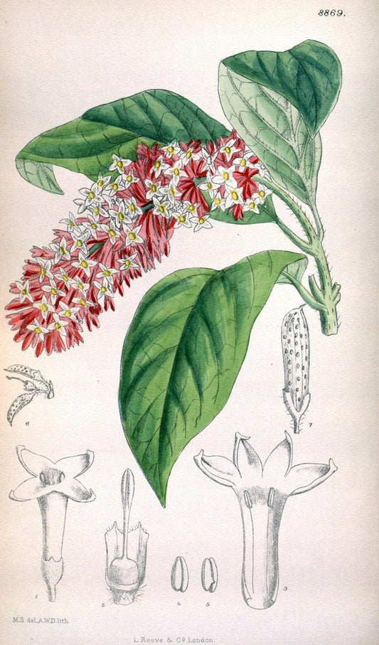 Curtis's botanical magazine. London ; New York [etc.] :Academic Press [etc.]. | "Botanical illustration" Botany Periodicals "Pictorial works" "Plants, Ornamental"  | Vintage Print Reproduction 452388