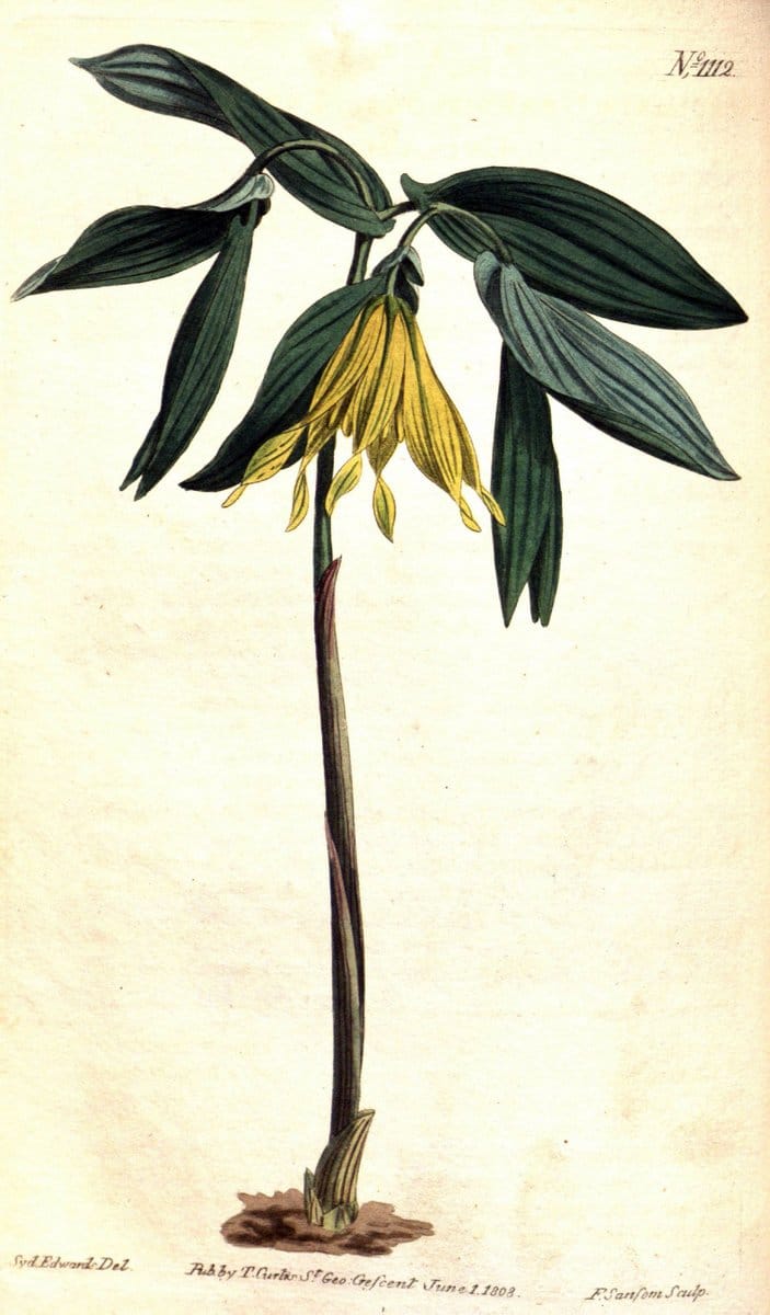 Curtis's botanical magazine. London ; New York [etc.] :Academic Press [etc.]. | "Botanical illustration" Botany Periodicals "Pictorial works" "Plants, Ornamental"  | Vintage Print Reproduction 452389