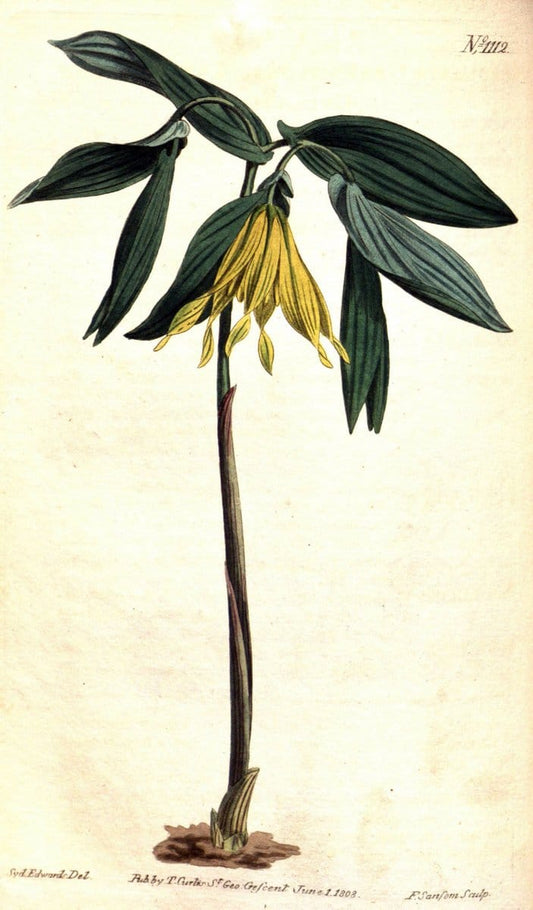 Curtis's botanical magazine. London ; New York [etc.] :Academic Press [etc.]. | "Botanical illustration" Botany Periodicals "Pictorial works" "Plants, Ornamental"  | Vintage Print Reproduction 452389