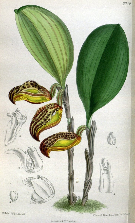 Curtis's botanical magazine. London ; New York [etc.] :Academic Press [etc.]. | "Botanical illustration" Botany Periodicals "Pictorial works" "Plants, Ornamental"  | Vintage Print Reproduction 452390