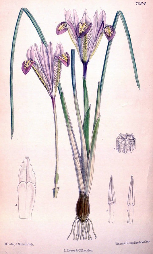 Curtis's botanical magazine. London ; New York [etc.] :Academic Press [etc.]. | "Botanical illustration" Botany Periodicals "Pictorial works" "Plants, Ornamental"  | Vintage Print Reproduction 452391