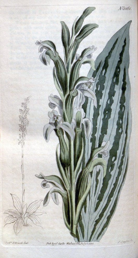 Curtis's botanical magazine. London ; New York [etc.] :Academic Press [etc.]. | "Botanical illustration" Botany Periodicals "Pictorial works" "Plants, Ornamental"  | Vintage Print Reproduction 452392