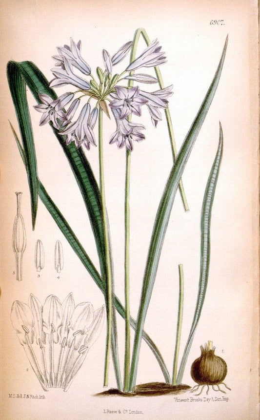 Curtis's botanical magazine. London ; New York [etc.] :Academic Press [etc.]. | "Botanical illustration" Botany Periodicals "Pictorial works" "Plants, Ornamental"  | Vintage Print Reproduction 452393
