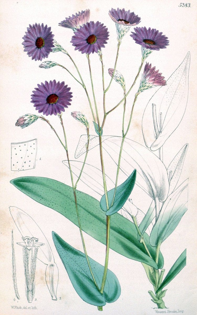 Curtis's botanical magazine. London ; New York [etc.] :Academic Press [etc.]. | "Botanical illustration" Botany Periodicals "Pictorial works" "Plants, Ornamental"  | Vintage Print Reproduction 452394