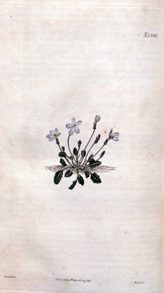 Curtis's botanical magazine. London ; New York [etc.] :Academic Press [etc.]. | "Botanical illustration" Botany Periodicals "Pictorial works" "Plants, Ornamental"  | Vintage Print Reproduction 452395