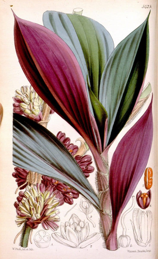 Curtis's botanical magazine..London ;New York [etc.] :Academic Press [etc.]. |  | Vintage Print Reproduction 452398