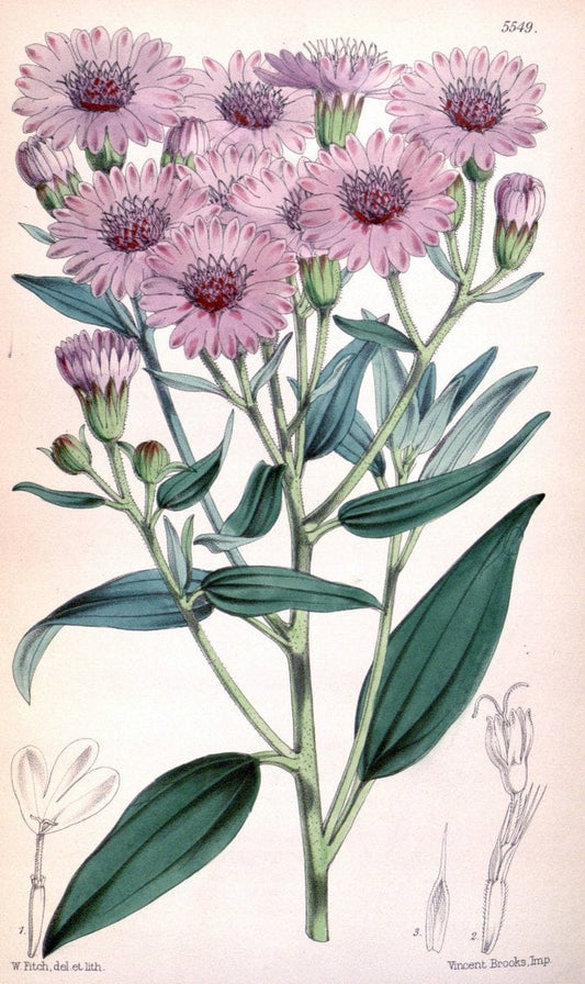 Curtis's botanical magazine. London ;New York [etc.] :Academic Press [etc.]. | Botany Periodicals "Pictorial works"  | Vintage Print Reproduction 452400