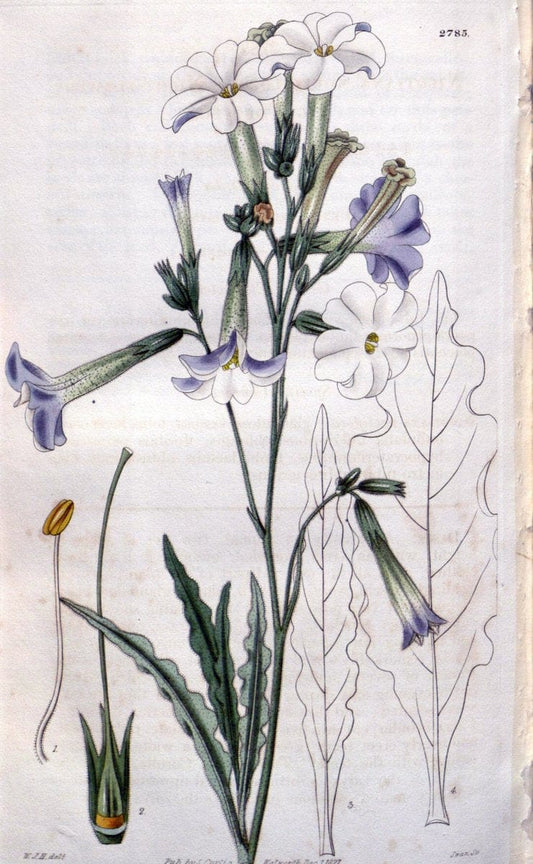 Curtis's botanical magazine. London ;New York [etc.] :Academic Press [etc.]. | Botany Periodicals "Pictorial works"  | Vintage Print Reproduction 452402