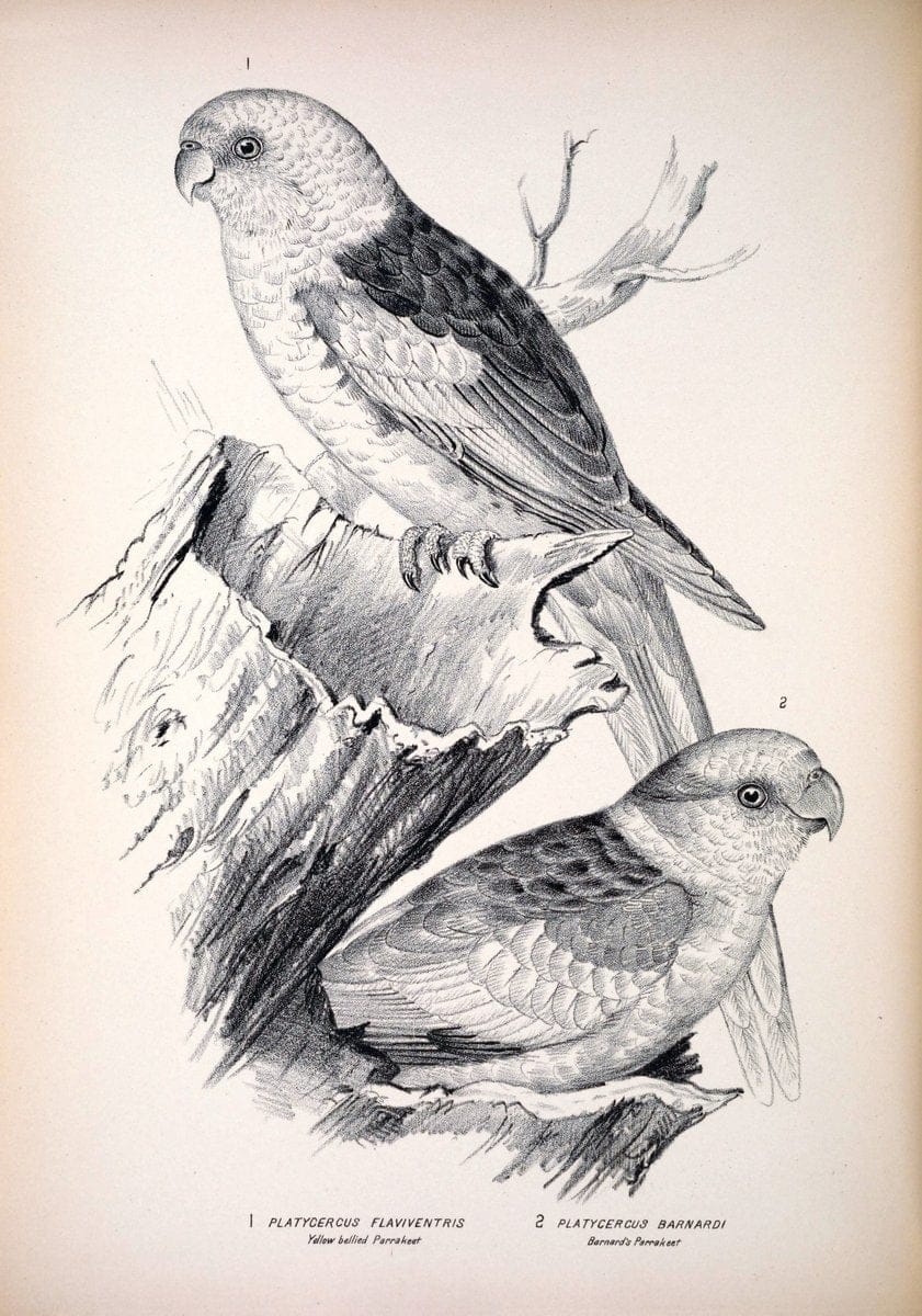 Companion to Gould's Handbook; or, Synopsis of the birds of Australia. Brisbane,Thorne & Greenwell,1877.  | Australia Birds | Vintage Print Reproduction 452404