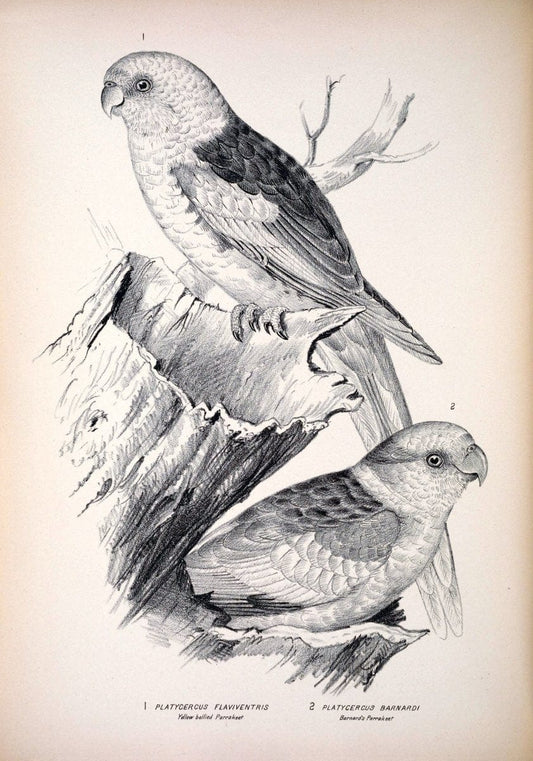Companion to Gould's Handbook; or, Synopsis of the birds of Australia. Brisbane,Thorne & Greenwell,1877.  | Australia Birds | Vintage Print Reproduction 452404