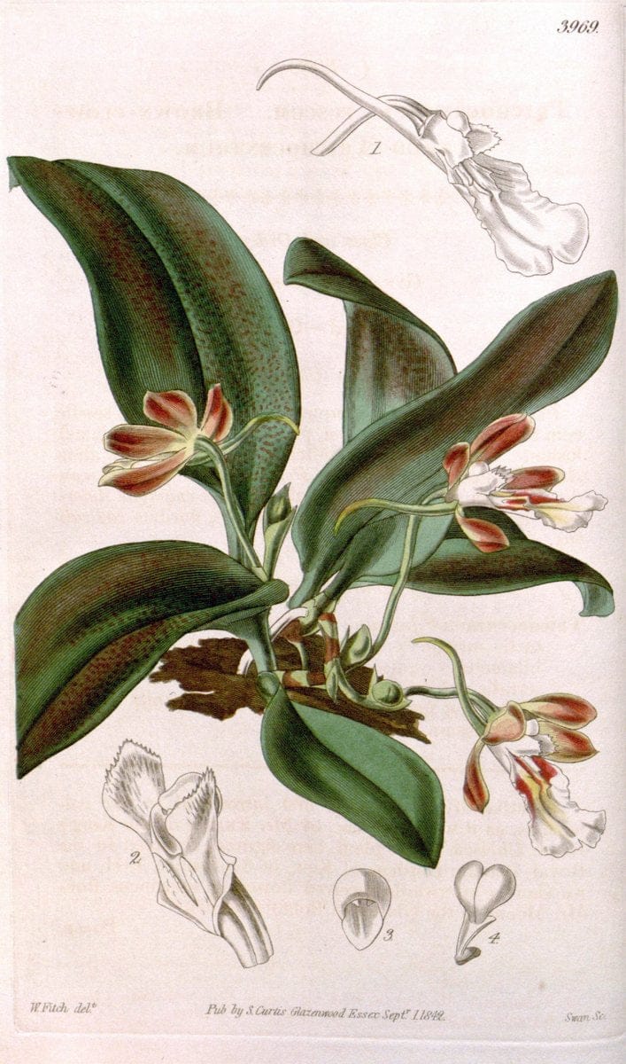 Curtis's botanical magazine. London ; New York [etc.] :Academic Press [etc.]. | "Botanical illustration" Botany Periodicals "Pictorial works" "Plants, Ornamental"  | Vintage Print Reproduction 452405