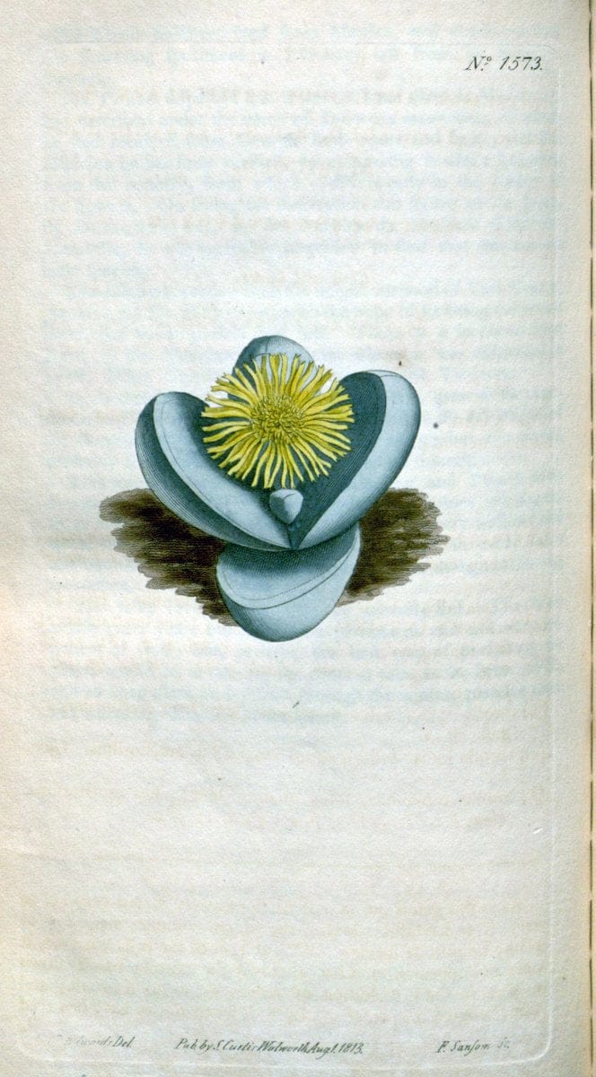 Curtis's botanical magazine. London ; New York [etc.] :Academic Press [etc.]. | "Botanical illustration" Botany Periodicals "Pictorial works" "Plants, Ornamental"  | Vintage Print Reproduction 452406