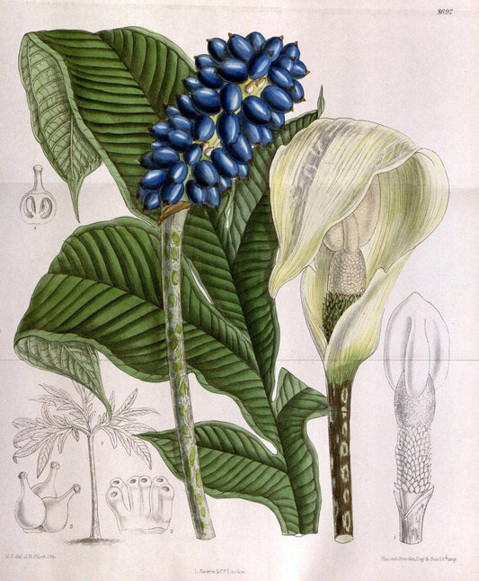 Curtis's botanical magazine. London ; New York [etc.] :Academic Press [etc.]. | "Botanical illustration" Botany Periodicals "Pictorial works" "Plants, Ornamental"  | Vintage Print Reproduction 452407