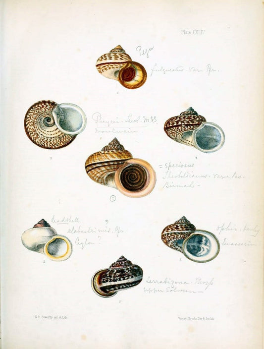 Conchologia indica,.London,1870-1876.. |  | Vintage Print Reproduction 452408