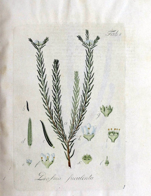 Collectio plantarum tam exoticarum, quam indigenarum, cum delineatione, descriptione cul | Botany | Vintage Print Reproduction 452409