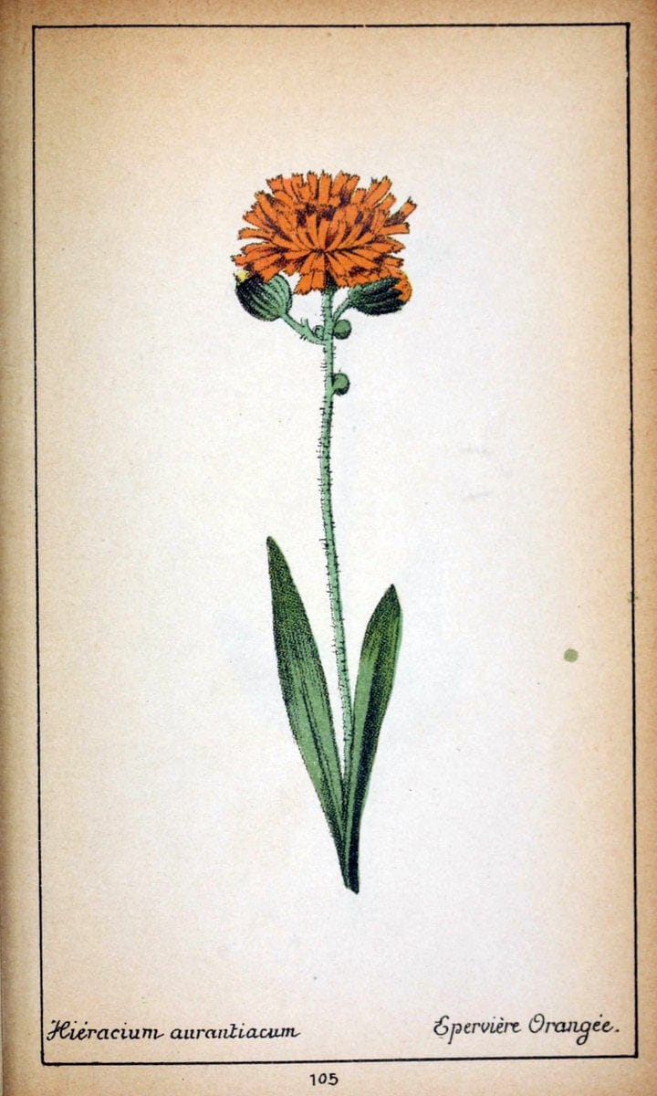 Choix de plantes de l'Europe centrale et particuliÃ¨rement de la Suisse et de la SavoieGe | Europe Central "Pictorial works" Plants "Savoy (France and Italy)" Switzerland  | Vintage Reproduction 452410
