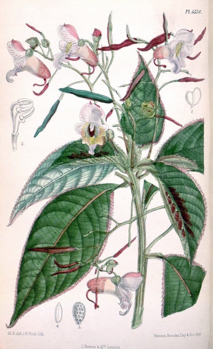 Curtis's botanical magazine. London ; New York [etc.] :Academic Press [etc.]. | "Botanical illustration" Botany Periodicals "Pictorial works" "Plants, Ornamental"  | Vintage Print Reproduction 452411
