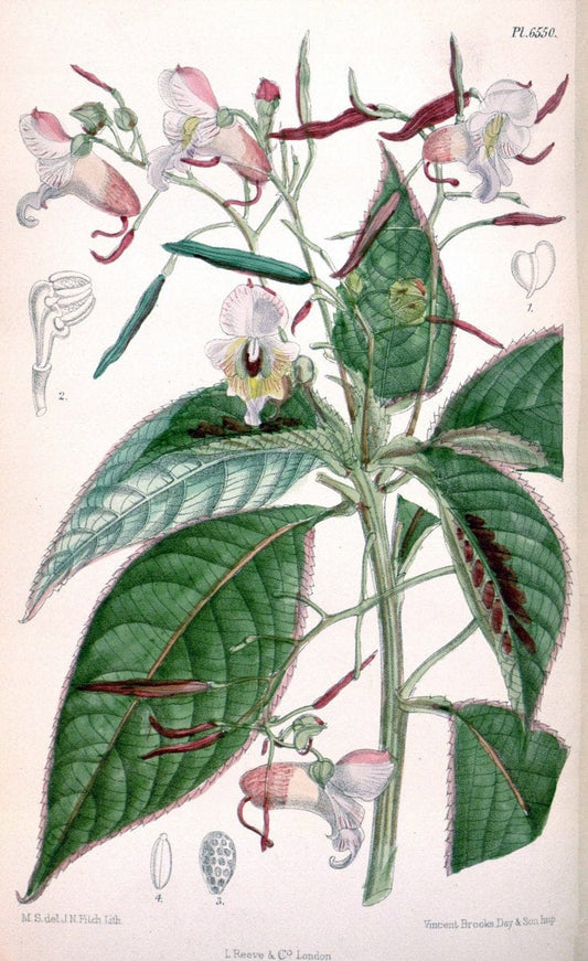 Curtis's botanical magazine. London ; New York [etc.] :Academic Press [etc.]. | "Botanical illustration" Botany Periodicals "Pictorial works" "Plants, Ornamental"  | Vintage Print Reproduction 452411