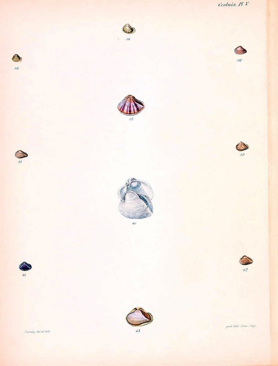 Conchologia iconica, or, Illustrations of the shells of molluscous animals /.London :Reeve, Brothers,1843-1878.  | Mollusks "Pictorial works" Shells | Vintage Print Reproduction 452413