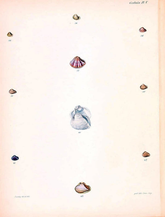 Conchologia iconica, or, Illustrations of the shells of molluscous animals /.London :Reeve, Brothers,1843-1878.  | Mollusks "Pictorial works" Shells | Vintage Print Reproduction 452413