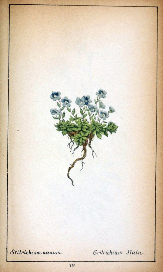 Choix de plantes de l'Europe centrale et particuliÃ¨rement de la Suisse et de la SavoieGe | Europe Central "Pictorial works" Plants "Savoy (France and Italy)" Switzerland  | Vintage Reproduction 452414