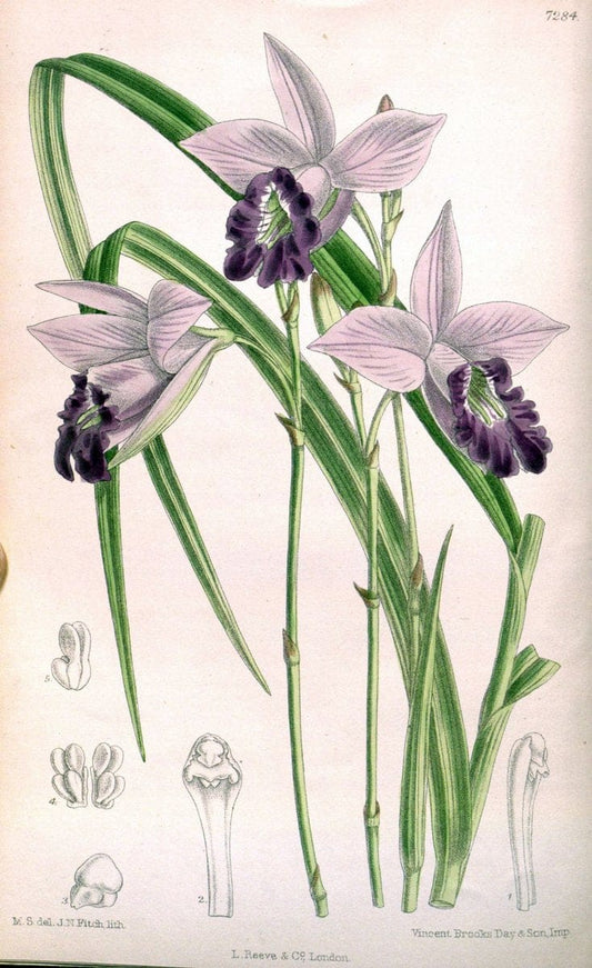 Curtis's botanical magazine. London ; New York [etc.] :Academic Press [etc.]. | "Botanical illustration" Botany Periodicals "Pictorial works" "Plants, Ornamental"  | Vintage Print Reproduction 452415