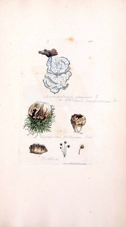 Coloured figures of English fungi or mushrooms. London,Printed by J. Davis,1797-[1809]. | England Mushrooms  | Vintage Print Reproduction 452416