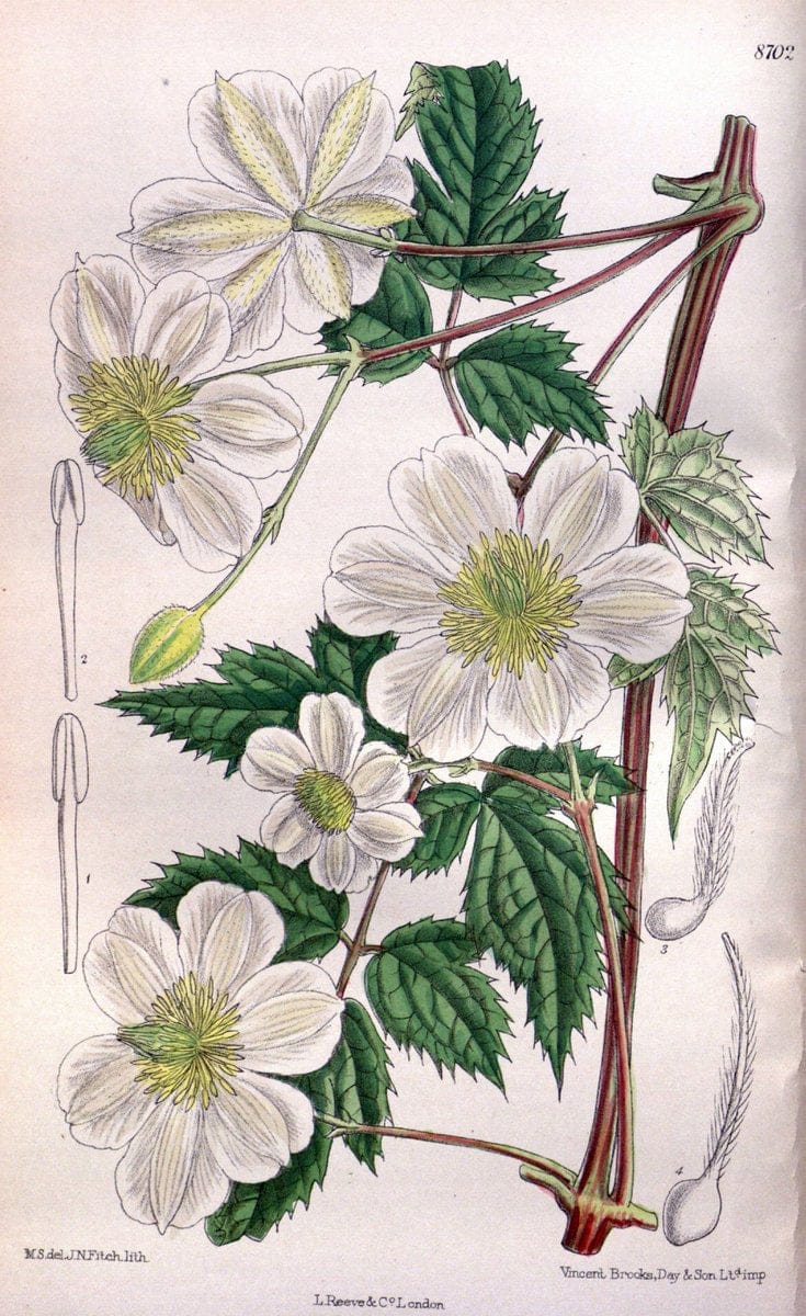 Curtis's botanical magazine. London ; New York [etc.] :Academic Press [etc.]. | "Botanical illustration" Botany Periodicals "Pictorial works" "Plants, Ornamental"  | Vintage Print Reproduction 452417