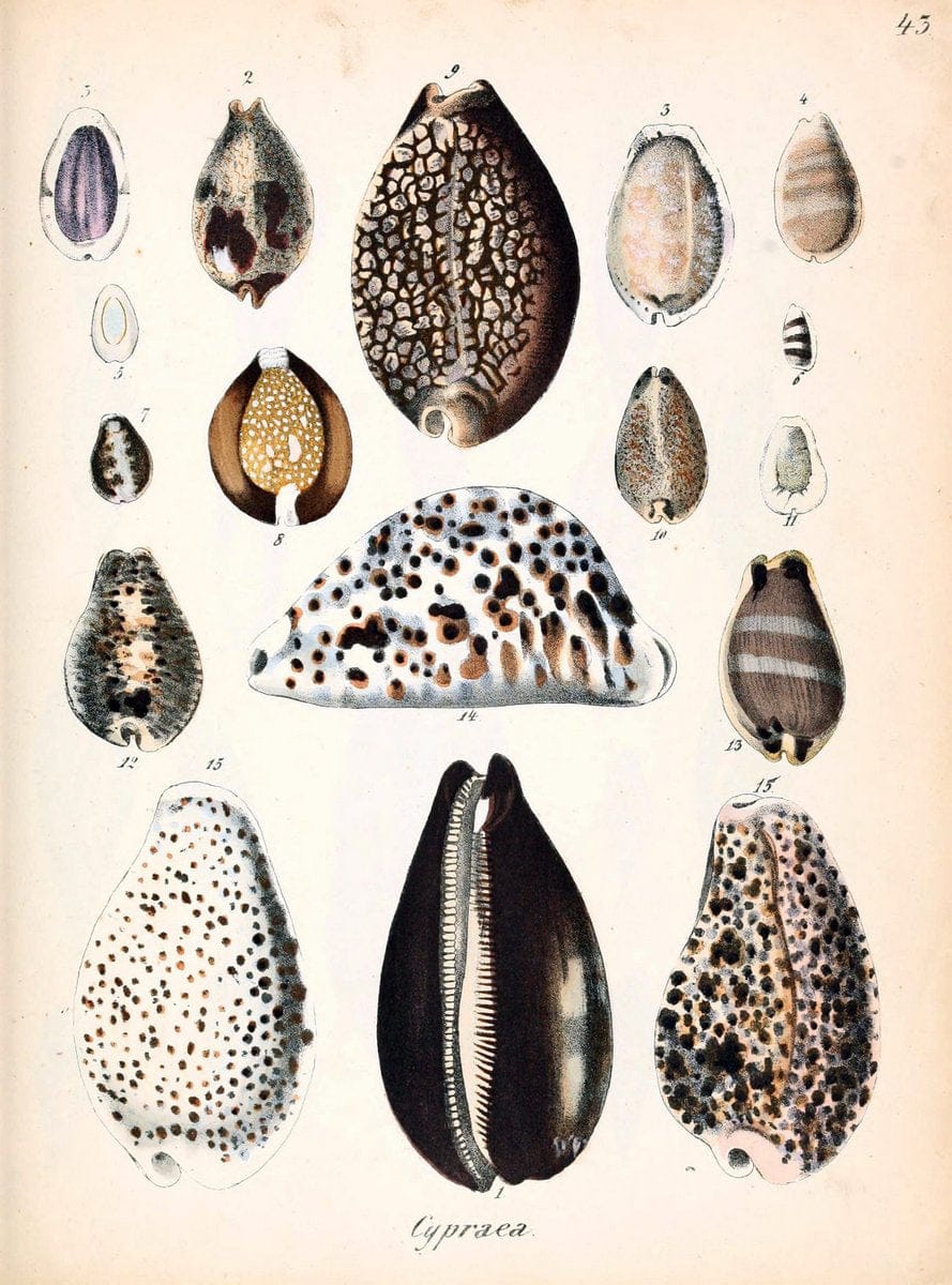 Conchylienbuch, oder, Allgemeine und besondere Naturgeschichte der Muscheln und Schnecke | Mollusks "Pictorial works"  | Vintage Print Reproduction 452418