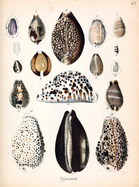 Conchylienbuch, oder, Allgemeine und besondere Naturgeschichte der Muscheln und Schnecke | Mollusks "Pictorial works"  | Vintage Print Reproduction 452418
