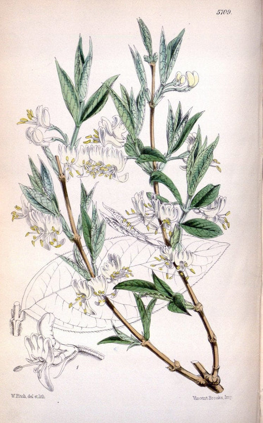 Curtis's botanical magazine. London ; New York [etc.] :Academic Press [etc.]. | "Botanical illustration" Botany Periodicals "Pictorial works" "Plants, Ornamental"  | Vintage Print Reproduction 452419
