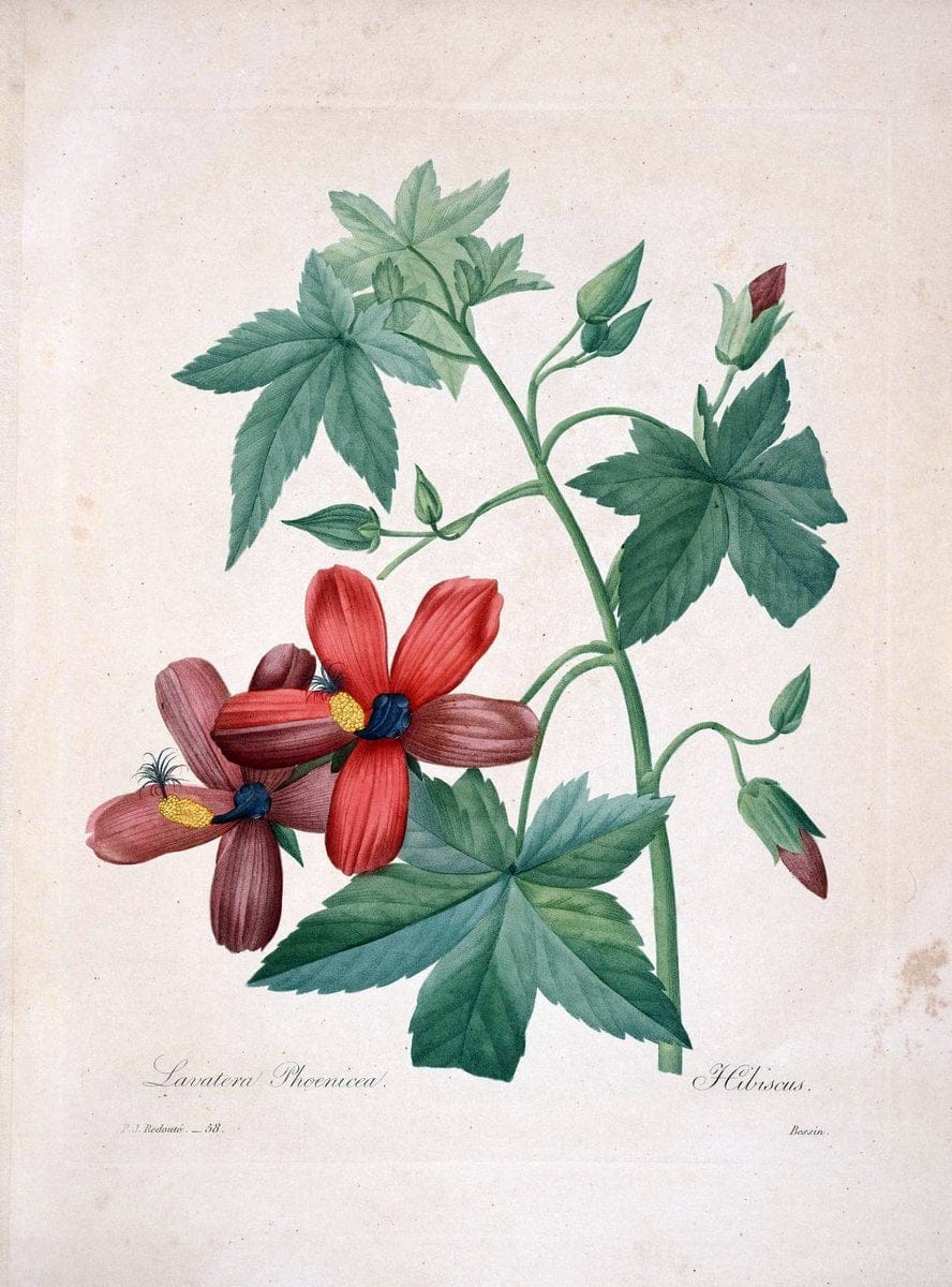 Choix des plus belles fleurs :.Paris :Ernest Panckoucke,[1833].  | 1833 Botany France Icones "Pictorial works"  | Vintage Print Reproduction 452420