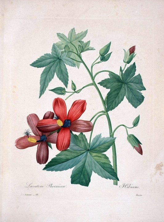 Choix des plus belles fleurs :.Paris :Ernest Panckoucke,[1833].  | 1833 Botany France Icones "Pictorial works"  | Vintage Print Reproduction 452420