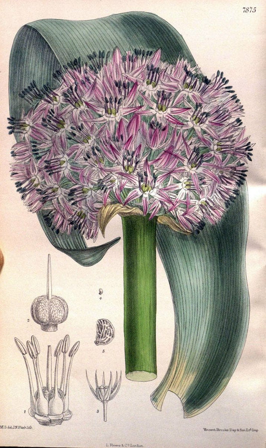 Curtis's botanical magazine. London ; New York [etc.] :Academic Press [etc.]. | "Botanical illustration" Botany Periodicals "Pictorial works" "Plants, Ornamental"  | Vintage Print Reproduction 452421