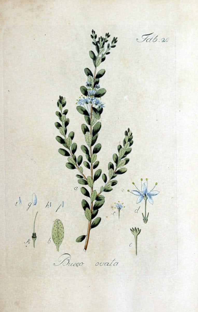 Collectio plantarum tam exoticarum, quam indigenarum, cum delineatione, descriptione cul | Botany | Vintage Print Reproduction 452422