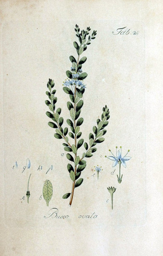 Collectio plantarum tam exoticarum, quam indigenarum, cum delineatione, descriptione cul | Botany | Vintage Print Reproduction 452422