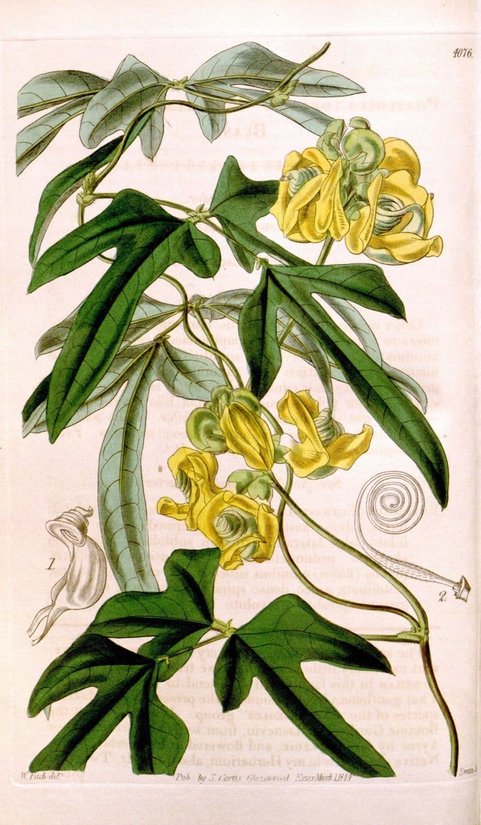 Curtis's botanical magazine. London ; New York [etc.] :Academic Press [etc.]. | "Botanical illustration" Botany Periodicals "Pictorial works" "Plants, Ornamental"  | Vintage Print Reproduction 452424