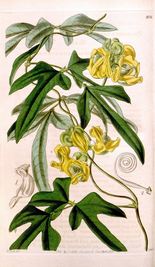Curtis's botanical magazine. London ; New York [etc.] :Academic Press [etc.]. | "Botanical illustration" Botany Periodicals "Pictorial works" "Plants, Ornamental"  | Vintage Print Reproduction 452424