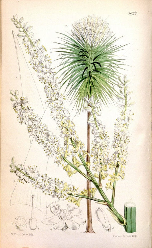 Curtis's botanical magazine. London ; New York [etc.] :Academic Press [etc.]. | "Botanical illustration" Botany Periodicals "Pictorial works" "Plants, Ornamental"  | Vintage Print Reproduction 452425