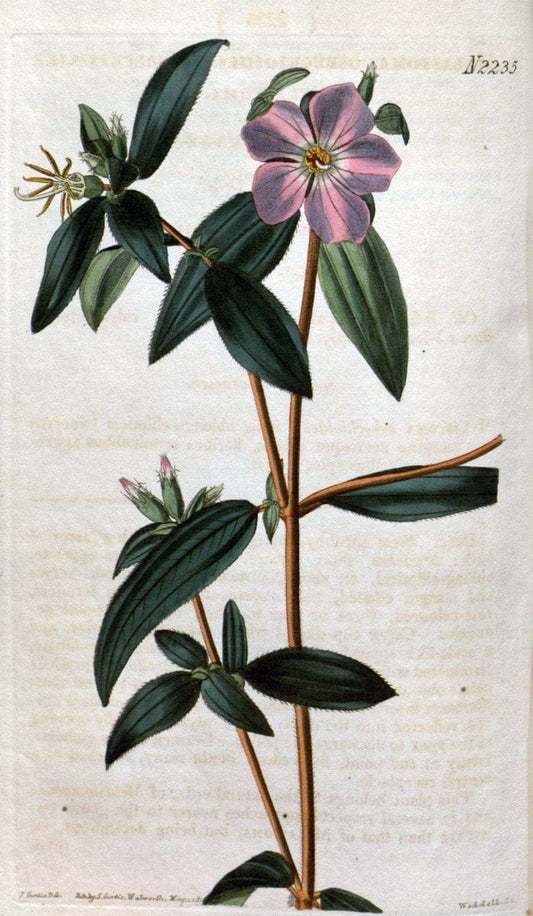 Curtis's botanical magazine. London ; New York [etc.] :Academic Press [etc.]. | "Botanical illustration" Botany Periodicals "Pictorial works" "Plants, Ornamental"  | Vintage Print Reproduction 452426