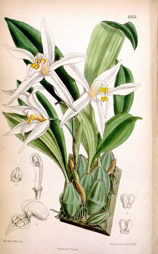 Curtis's botanical magazine. London ; New York [etc.] :Academic Press [etc.]. | "Botanical illustration" Botany Periodicals "Pictorial works" "Plants, Ornamental"  | Vintage Print Reproduction 452427