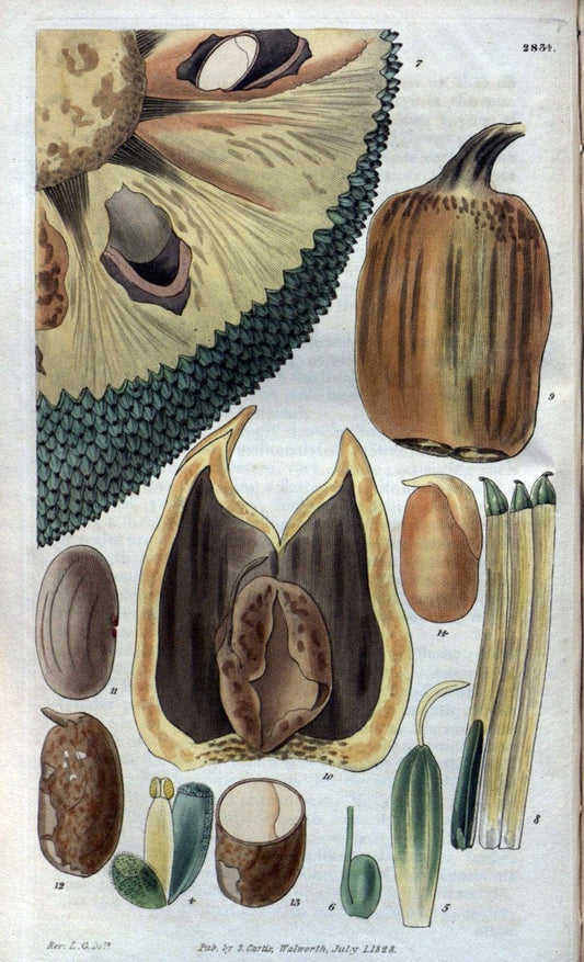 Curtis's botanical magazine. London ; New York [etc.] :Academic Press [etc.]. | "Botanical illustration" Botany Periodicals "Pictorial works" "Plants, Ornamental"  | Vintage Print Reproduction 452428