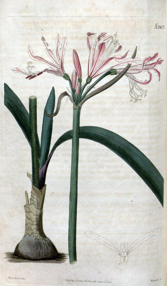 Curtis's botanical magazine. London ; New York [etc.] :Academic Press [etc.]. | "Botanical illustration" Botany Periodicals "Pictorial works" "Plants, Ornamental"  | Vintage Print Reproduction 452429