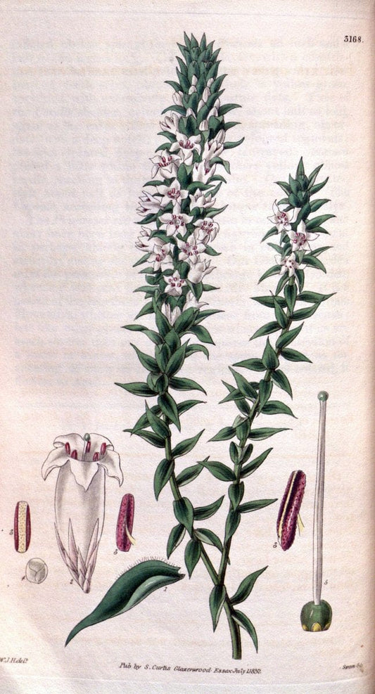 Curtis's botanical magazine. London ; New York [etc.] :Academic Press [etc.]. | "Botanical illustration" Botany Periodicals "Pictorial works" "Plants, Ornamental"  | Vintage Print Reproduction 452430