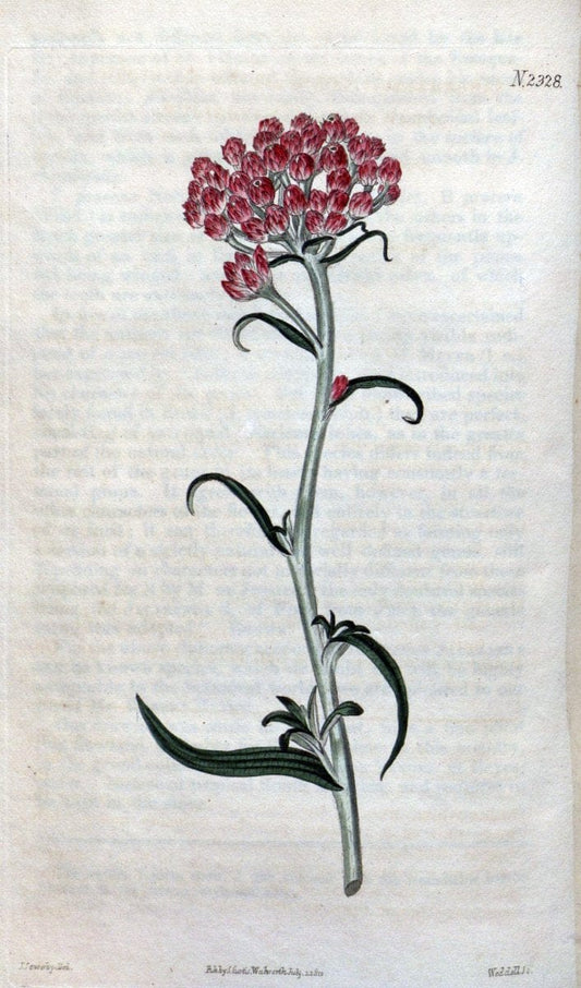 Curtis's botanical magazine. London ; New York [etc.] :Academic Press [etc.]. | "Botanical illustration" Botany Periodicals "Pictorial works" "Plants, Ornamental"  | Vintage Print Reproduction 452431