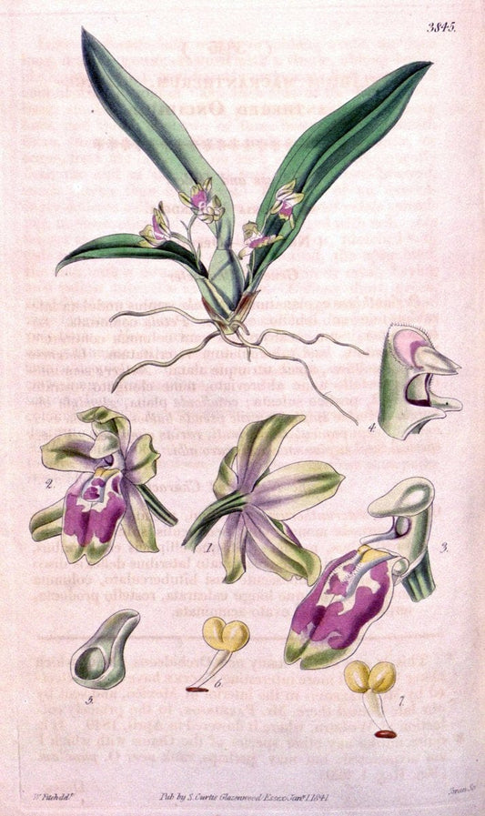 Curtis's botanical magazine. London ; New York [etc.] :Academic Press [etc.]. | "Botanical illustration" Botany Periodicals "Pictorial works" "Plants, Ornamental"  | Vintage Print Reproduction 452432